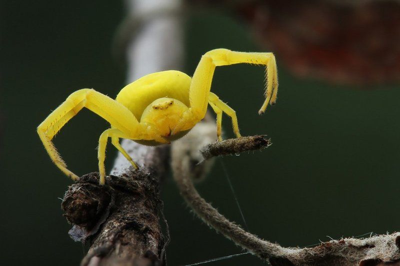 Пауки-бокоходыphoto preview