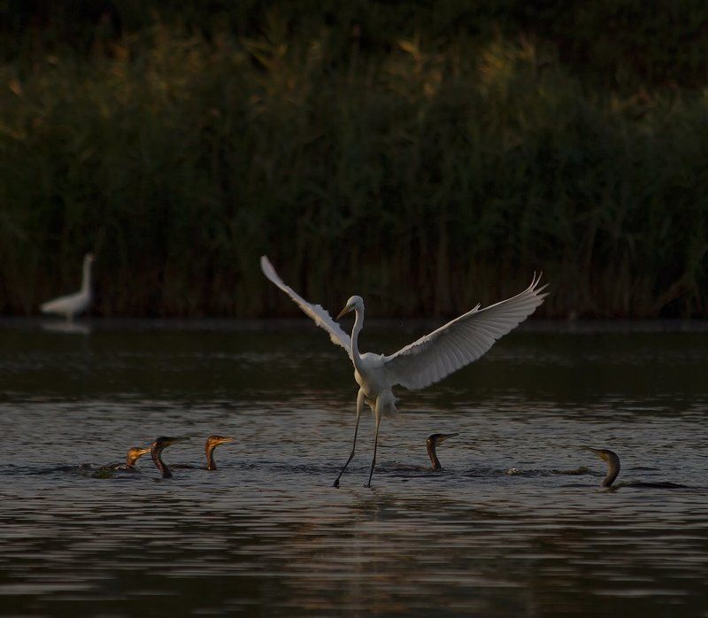 Грация... фото превью