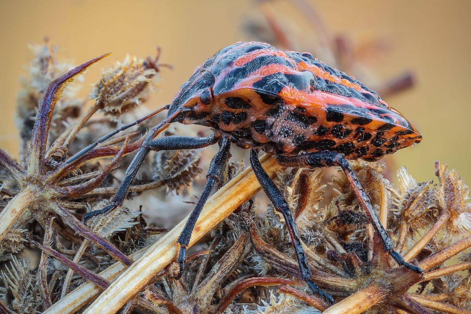 /-*+. Автор: Вадим Ходаковский , Вадим Ходаковский
