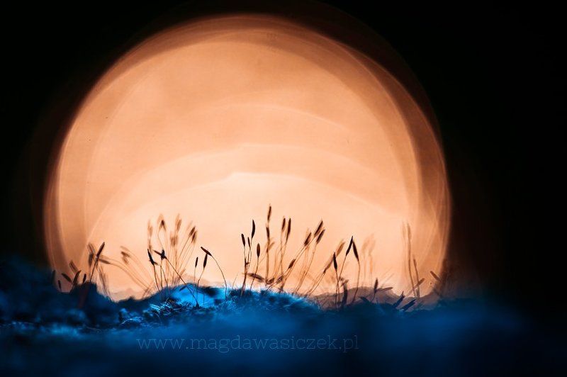 On the Blue Planetphoto preview