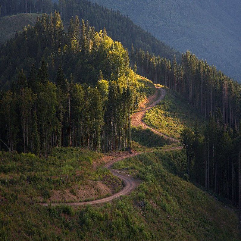 Карпаты forest road фото превью