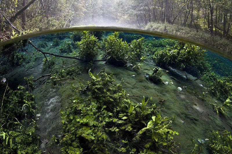 Подводный огородphoto preview