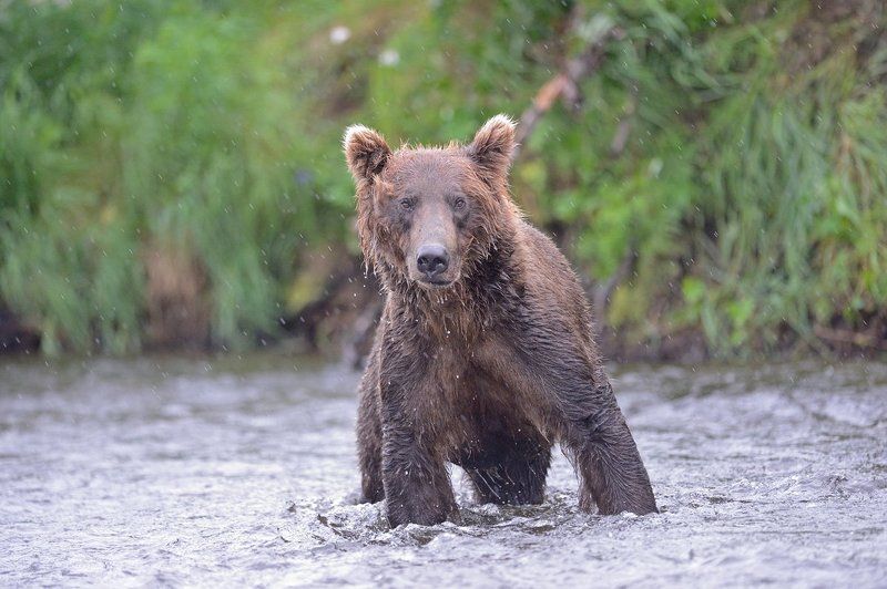 Глаза в глазаphoto preview