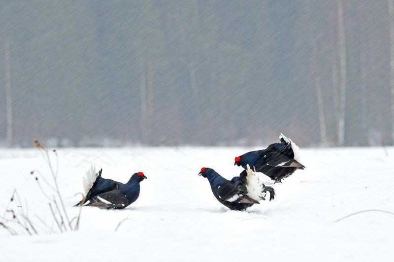 Непогодаphoto preview