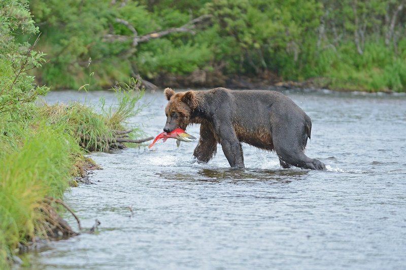 С уловомphoto preview