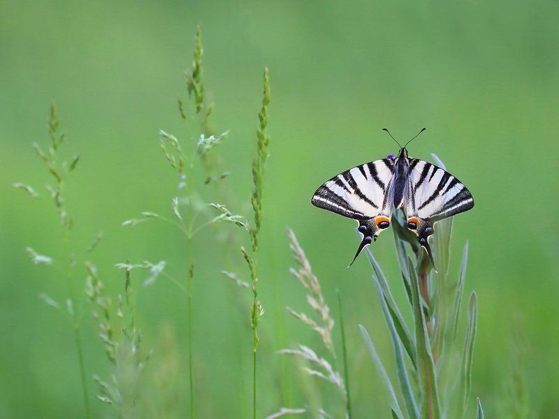 Была весна...photo preview