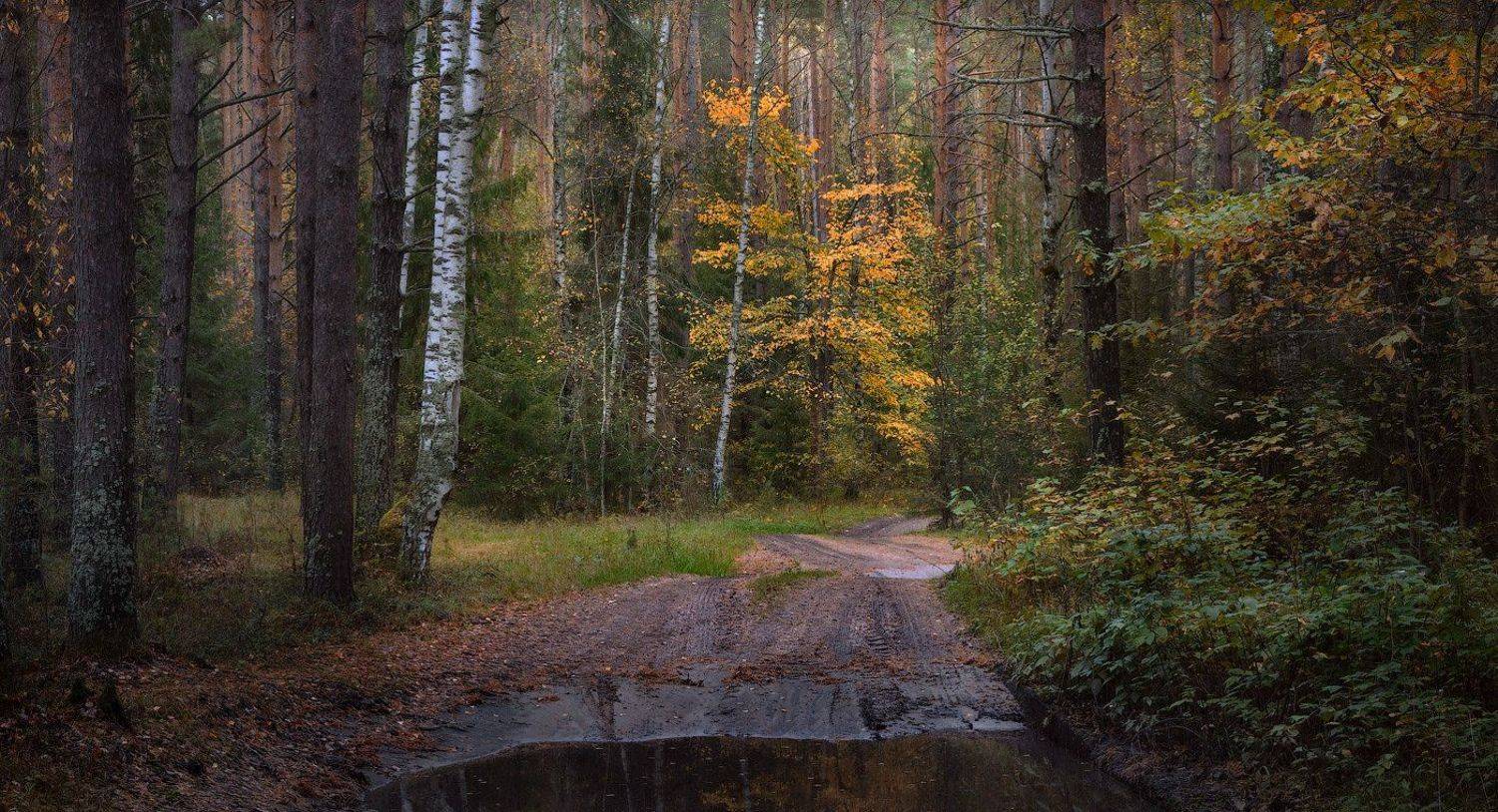 По вечерней дороге. Автор: Дмитрий Алексеев , Дмитрий Алексеев