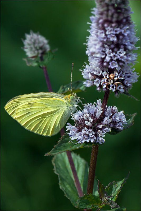 Капустницаphoto preview