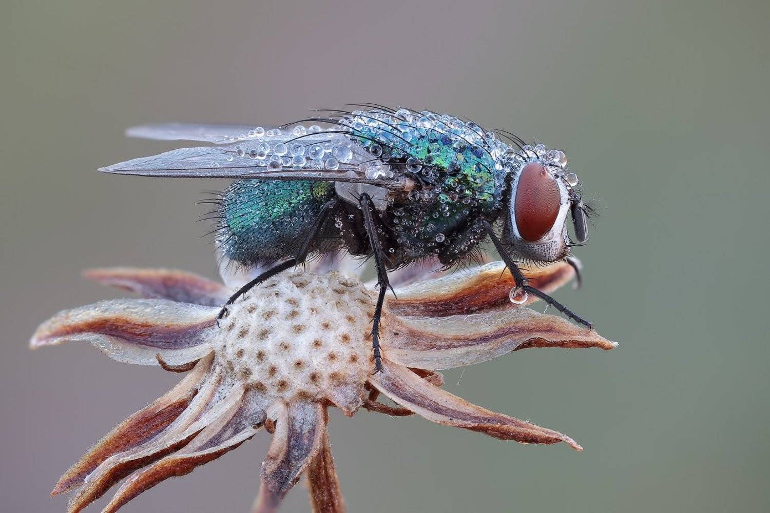 */+-*. Автор: Вадим Ходаковский , Вадим Ходаковский