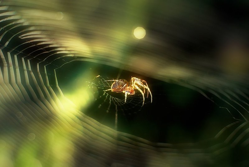 macro, nikon 1j1, wollensak cine raptar 25/1.5 ***photo preview