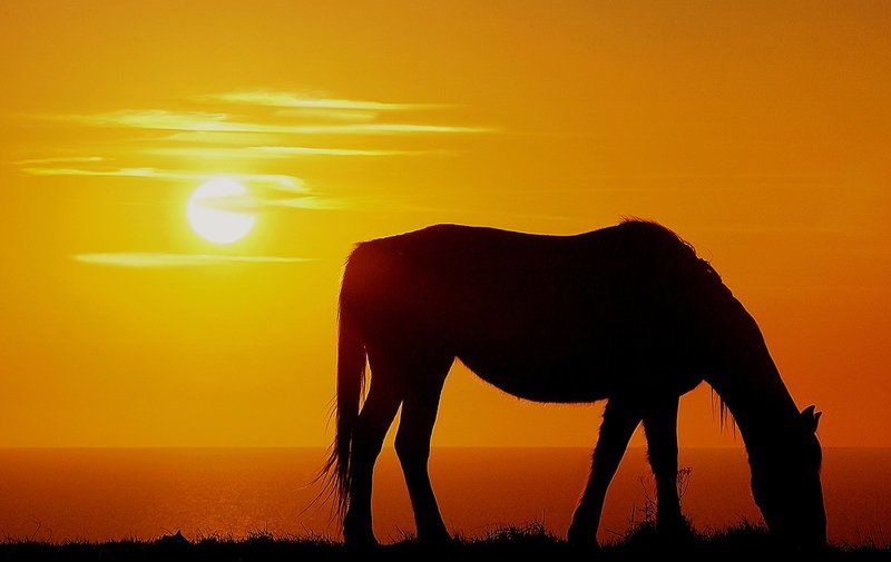 Red фото превью