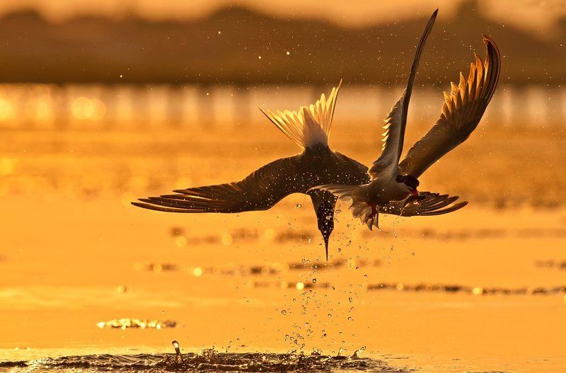 Вечерняя сценаphoto preview