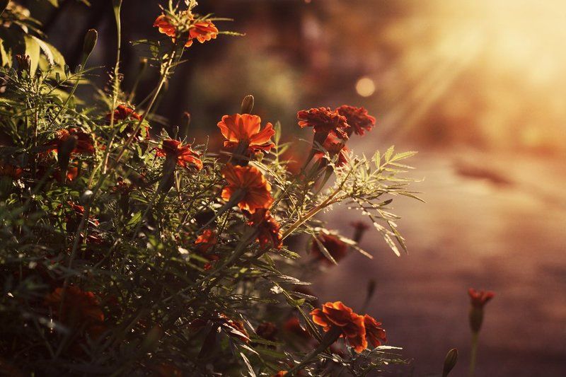 Вечернее солнцеphoto preview