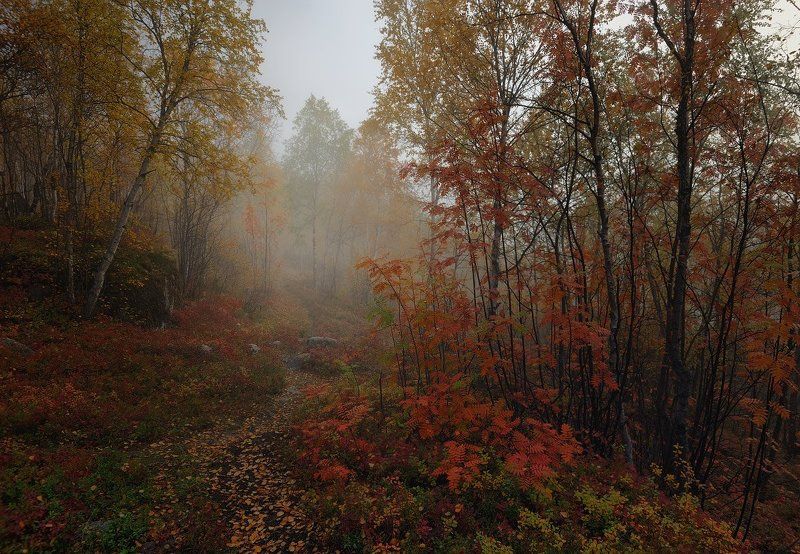 Тропинка в осеньphoto preview