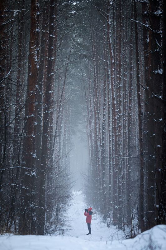 winter walk in the woods зимняя прогулка в лесу snow fog magic mist trees alone path road tunnel forest зимняя прогулка в лесуphoto preview