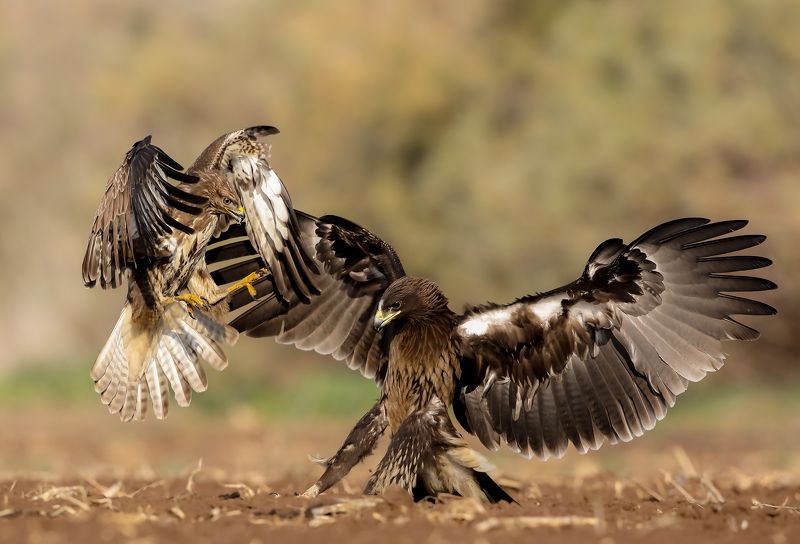 Танцы дракиphoto preview