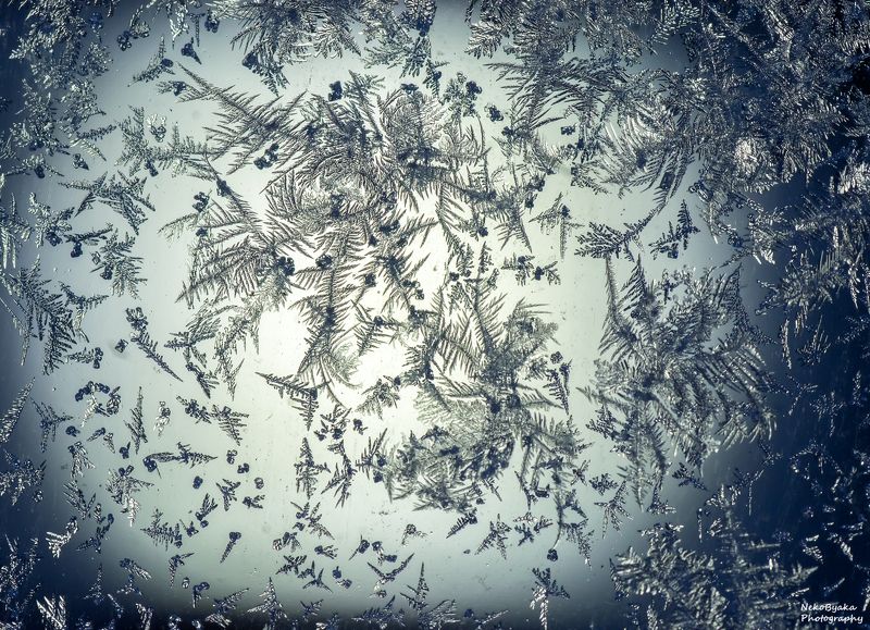 макро, природа, зима, лед, изморозь, иней, macro, nature, winter, ice, frost, hoarfrost Трихитыphoto preview