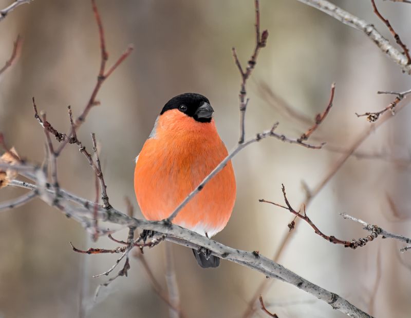 птица, снегирь, самец, зима, снегирь. фото превью