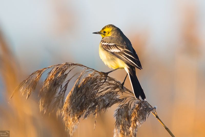 Citrine wagtail, birds, Nature, bird, birdwatcher, morning, light Citrine wagtailphoto preview