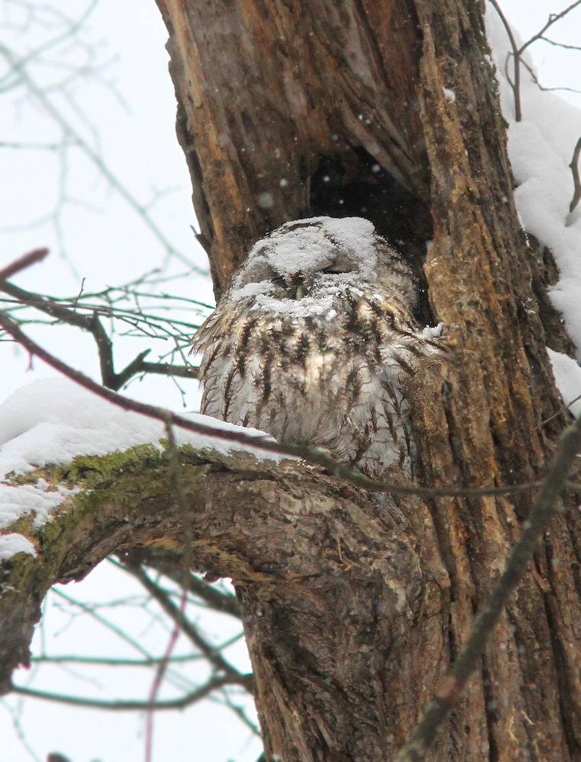 *Сугроб*. Автор: Михаил Крюков , Михаил Крюков