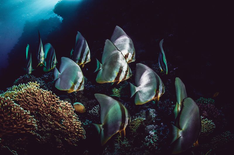 рыбы, стая, широкий угол, папуа, подводный мир дискусыphoto preview