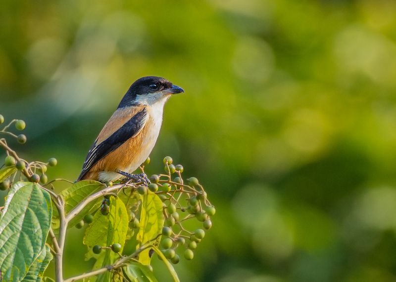 birds, 2020, 2021, nature, wildlife, birding, wild, India Long Tailed Shrikephoto preview