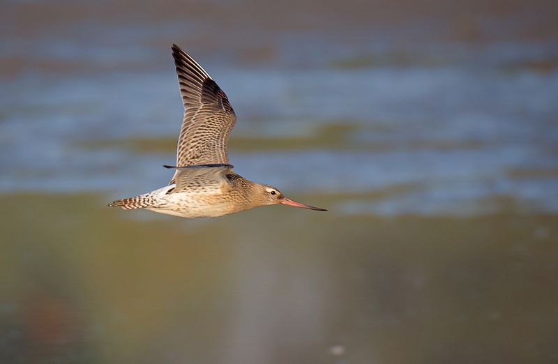 szlamnikphoto preview