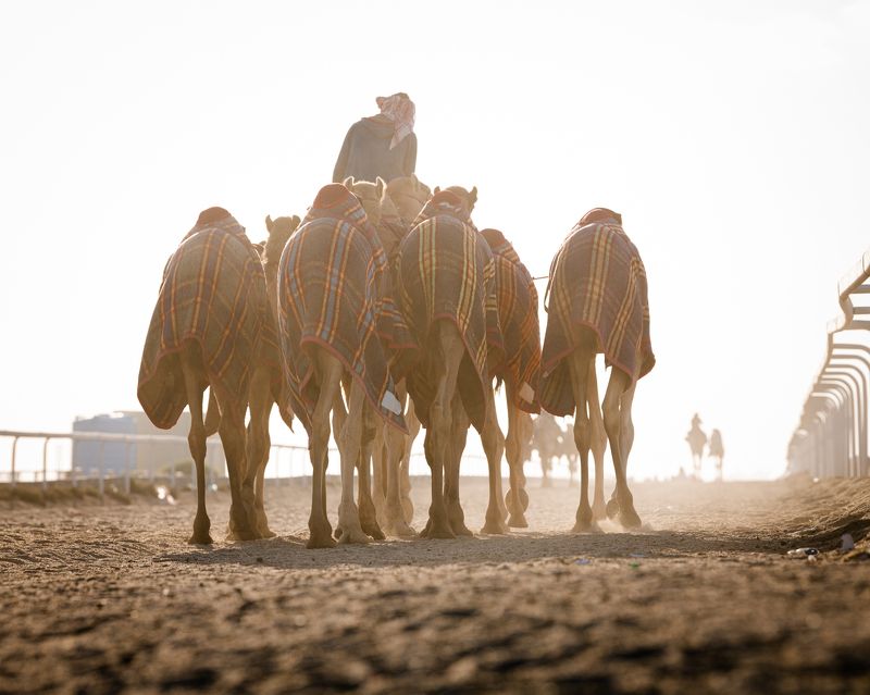 camel Long way to gophoto preview