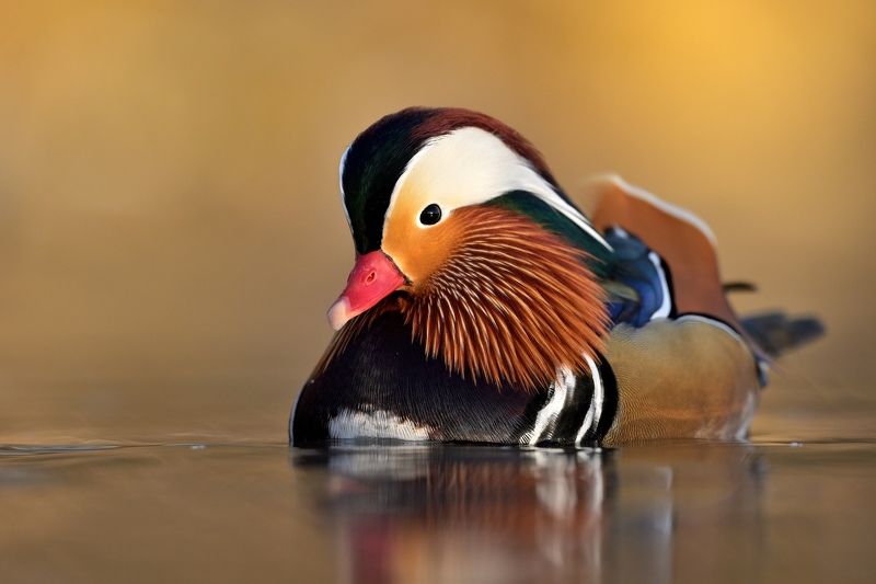 wildlife, aix galericulata, mandarin duck, nature Mandarin duckphoto preview
