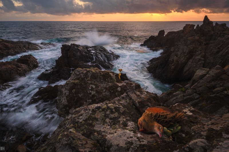 uranus235, nightphotoua, пейзаж, закат,  болгария, синеморец, берег, камни, скалы, мох, море, волны, прибой, брызги, вода, небо, облака, рассвет, птица, мертвая, смерть, путешествие, природа, осень Скитания Българией. Сонphoto preview