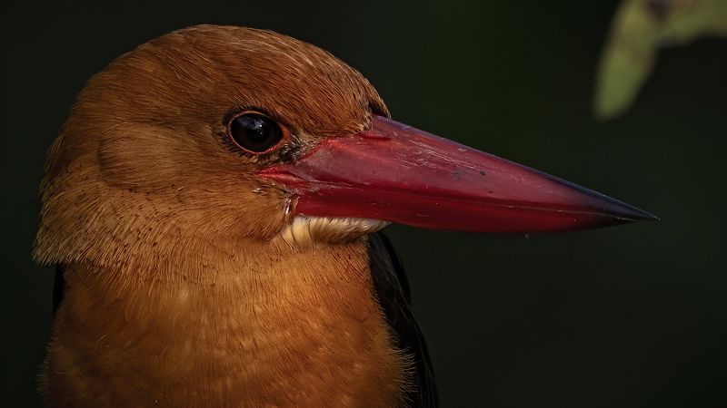 Brown-winged Kingfisher Sunderbans The Lipstick Birdphoto preview