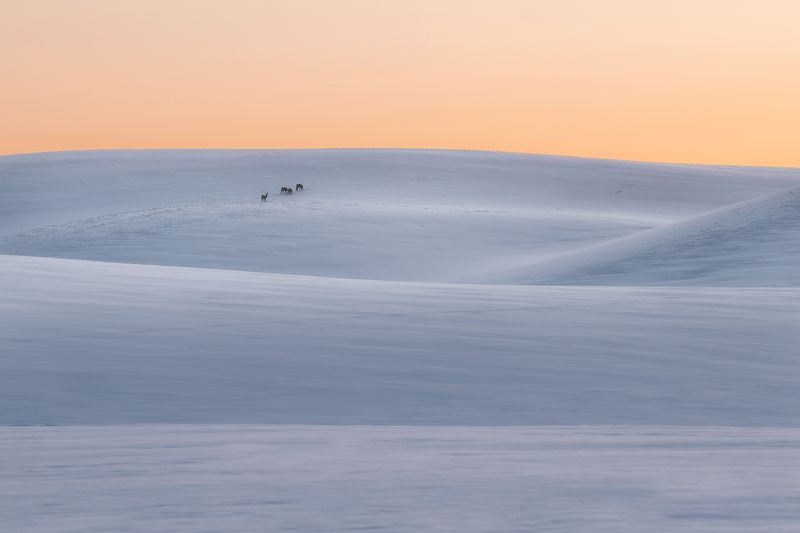 wave, field, morning, animals Observerphoto preview