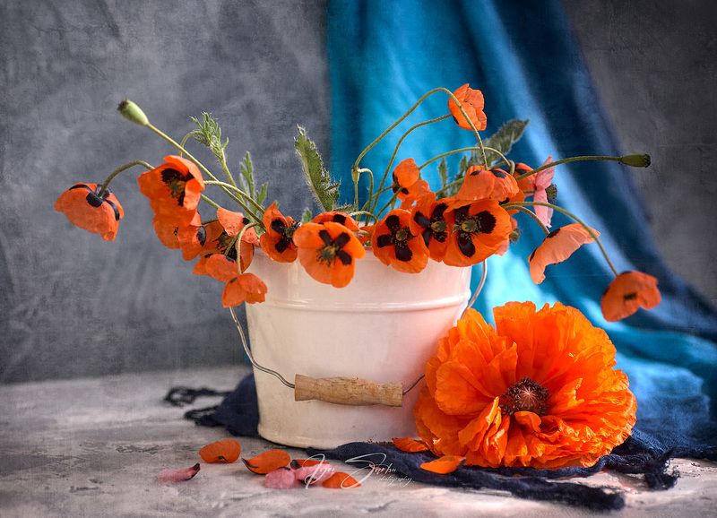 Red & blue IIphoto preview