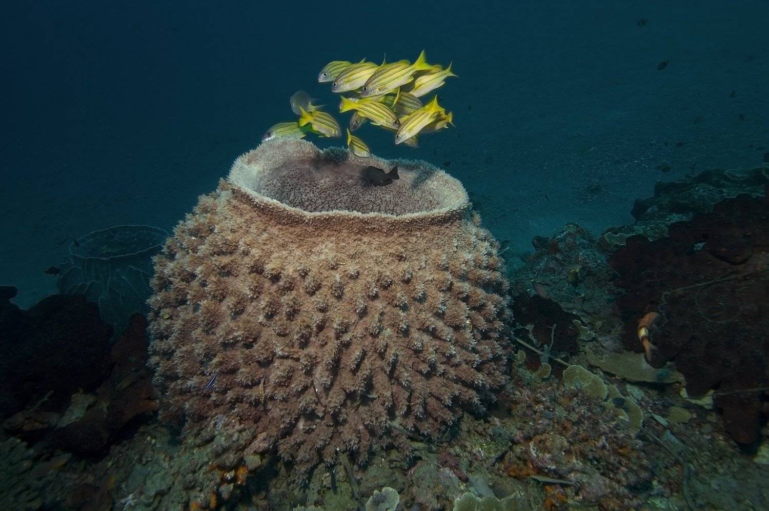 дайвинг, дайвер, рыбы, рыба, стая, океан, индонезия, подводный, синий, Дмитрий
