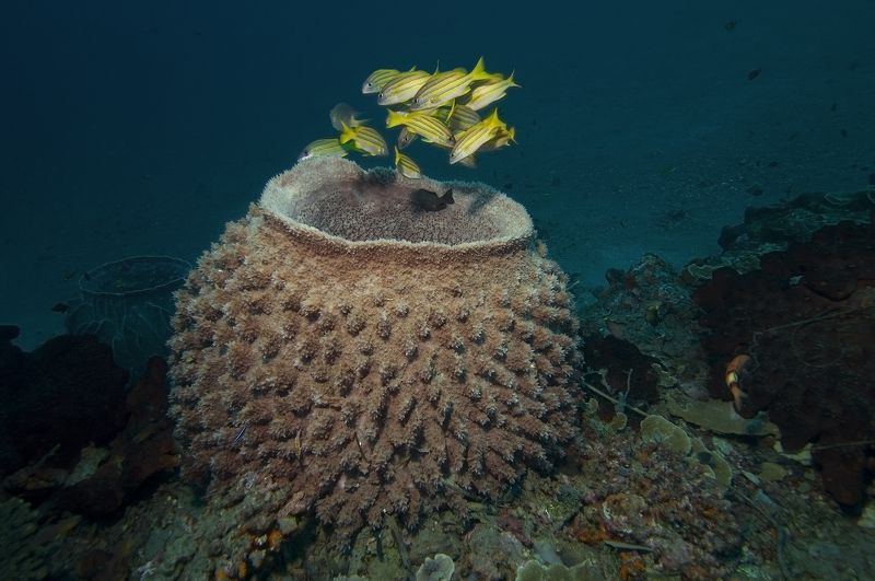 дайвинг, дайвер, рыбы, рыба, стая, океан, индонезия, подводный, синий Una-una фото превью