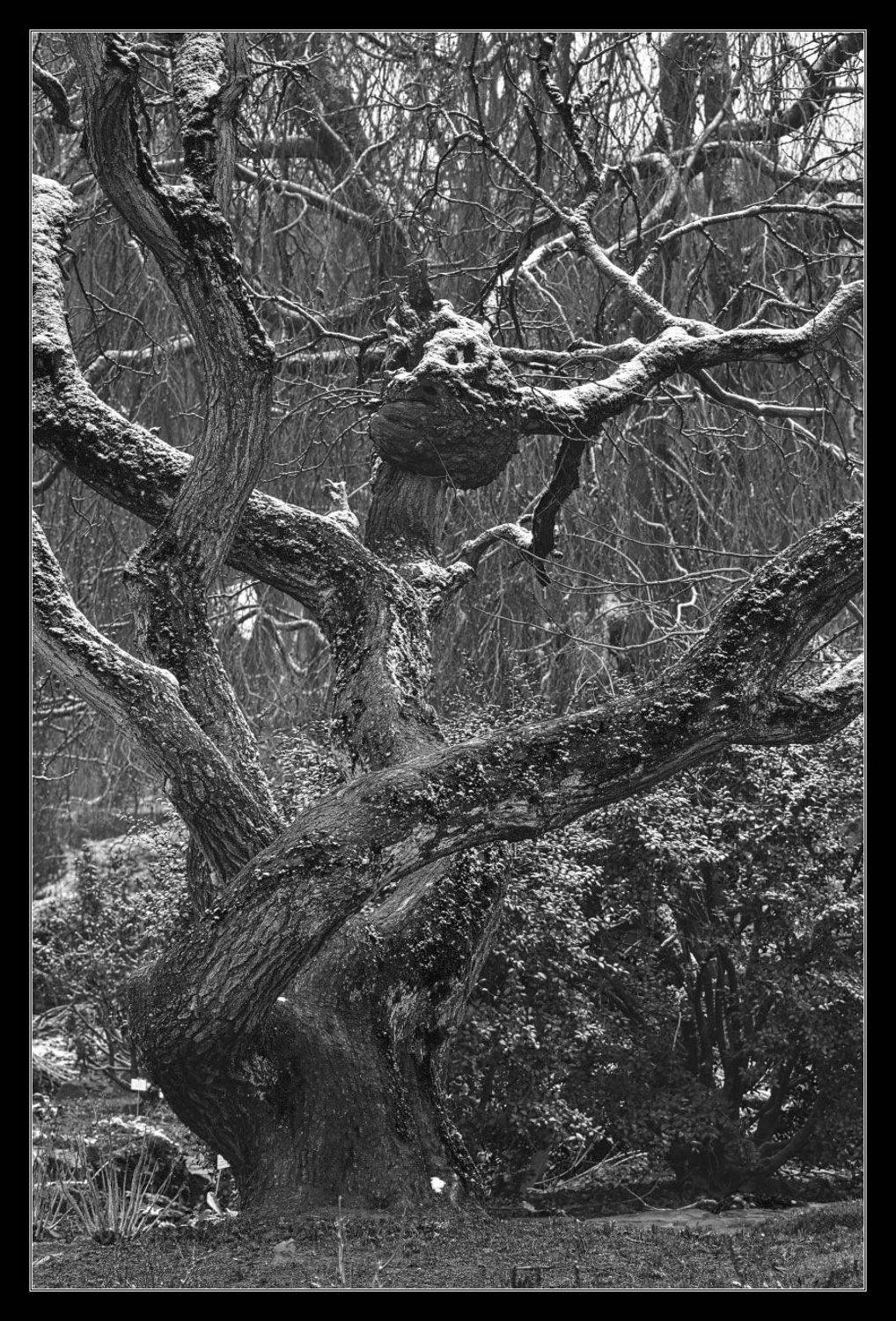 Как снег на голову. Автор: sshestov huizingen, sshestov