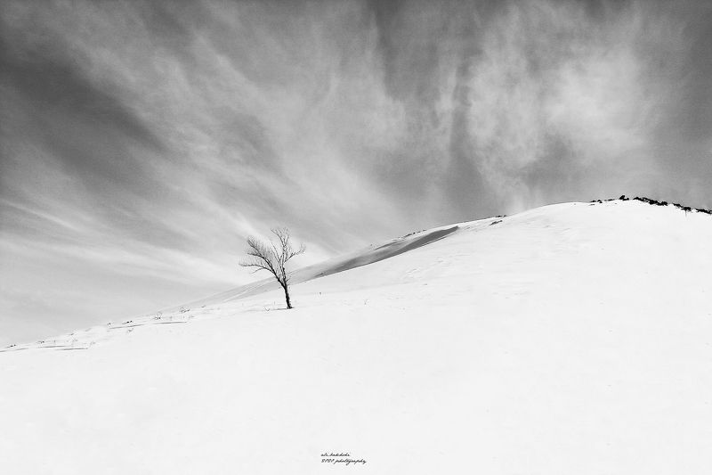 #pretty #landscape #snow #winter #lonely #lovely #minimal #tree #white snowphoto preview