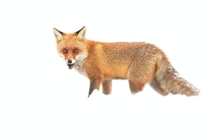 wildlife, nature, snow, fox, vulpes vulpes Red on whitephoto preview