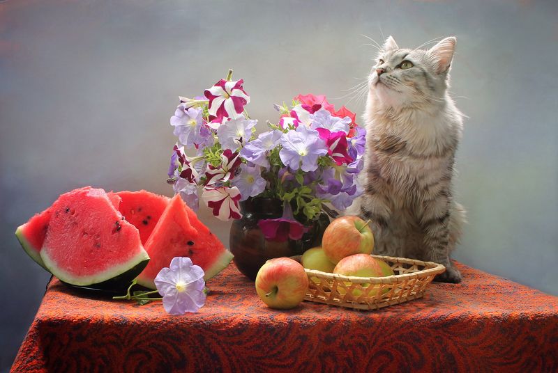композиция, лето, арбуз, яблоки, цветы, кот, животные А помнишь лета аромат?photo preview