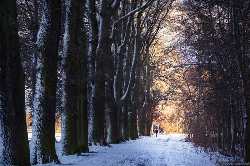 Зимняя аллеяphoto preview