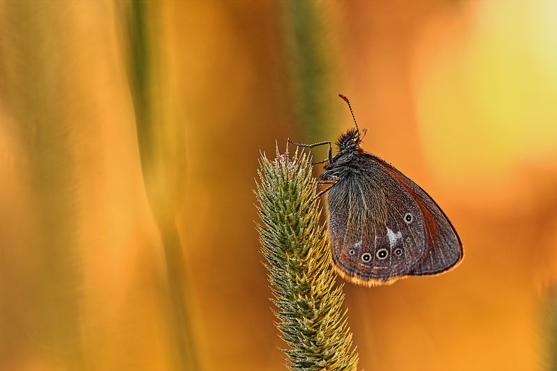 Июльphoto preview