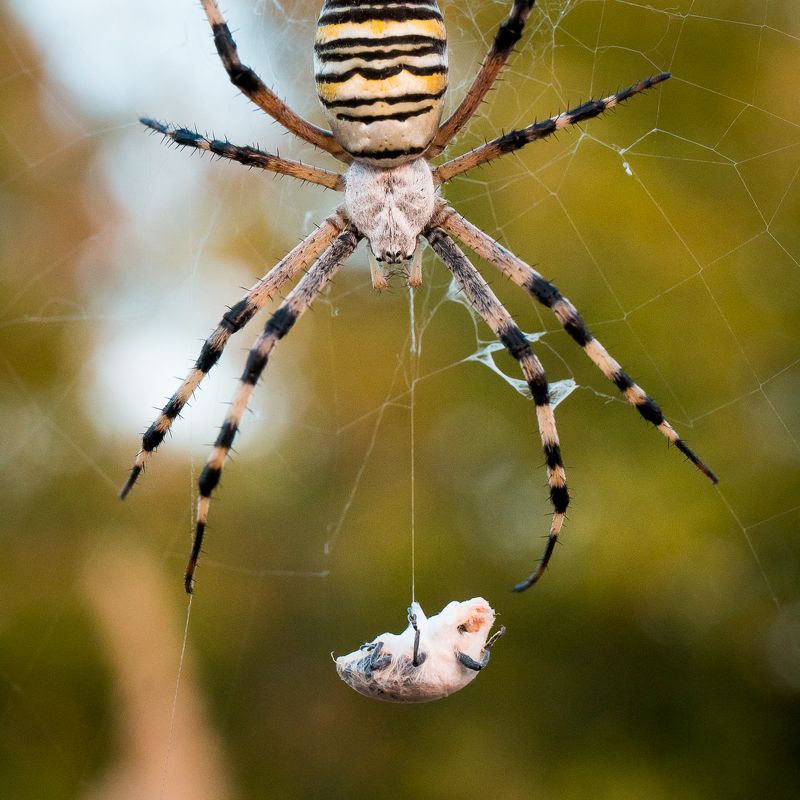 wildlife, insects,spider, насекомые, паук, паук-оса, argiope bruennichi Баю-баюшки-баюphoto preview