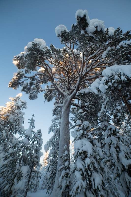 природа, снег, мороз, север, сугробы, ловозеро, ель «В оковах зимы»photo preview