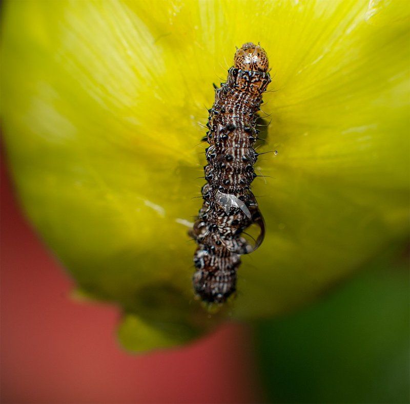 Бутон, Гусеницамакро ред,єллоу,грін:)))photo preview