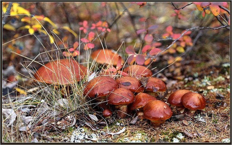 Маслятаphoto preview