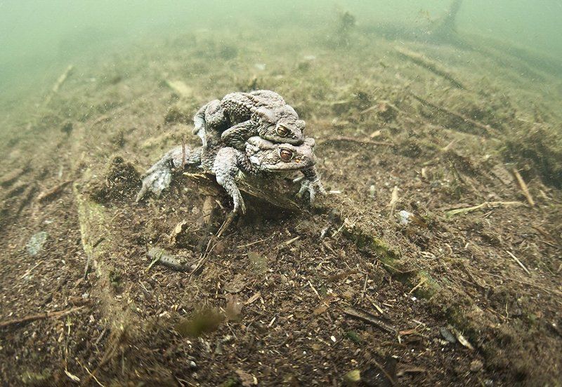 затаились.photo preview