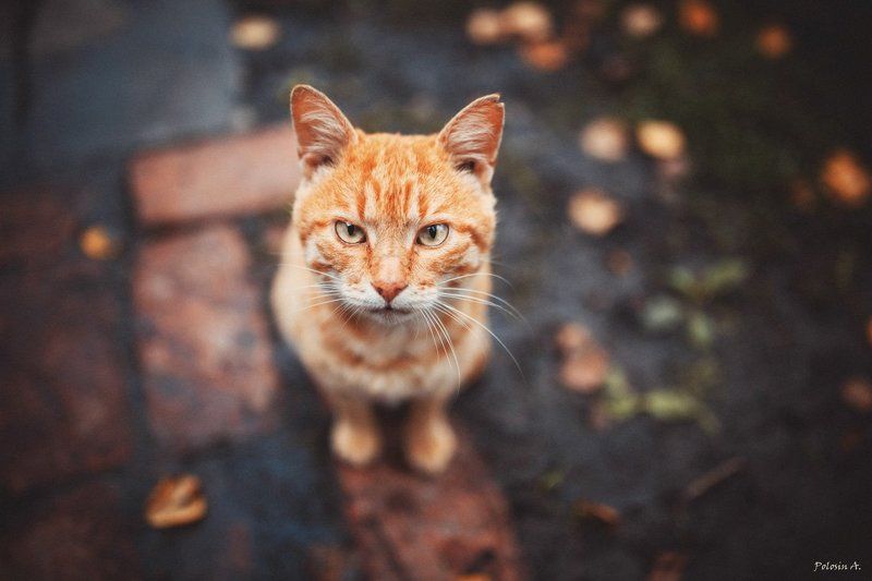 Харизматичный котphoto preview