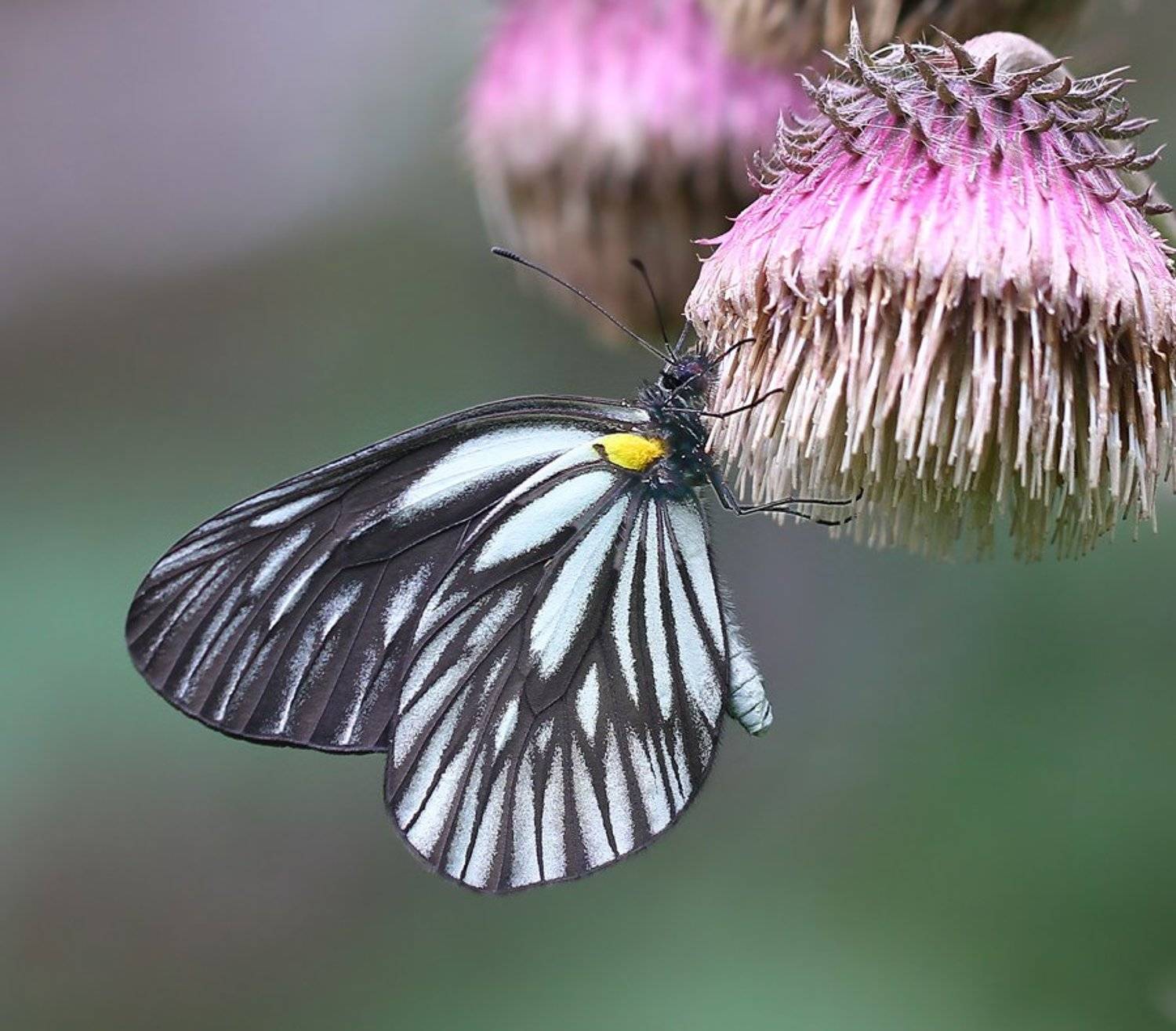 Автор: 王锋 , 王锋