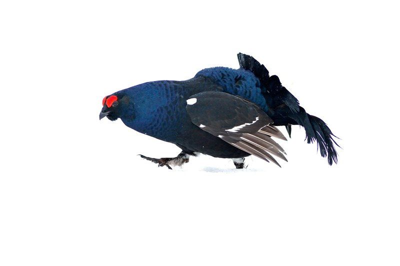 Правой!photo preview