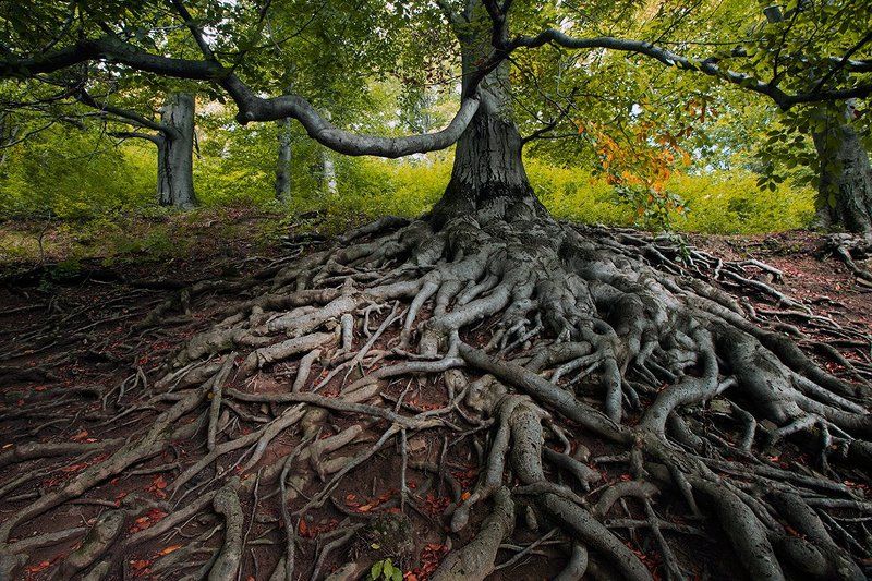 Ent treephoto preview